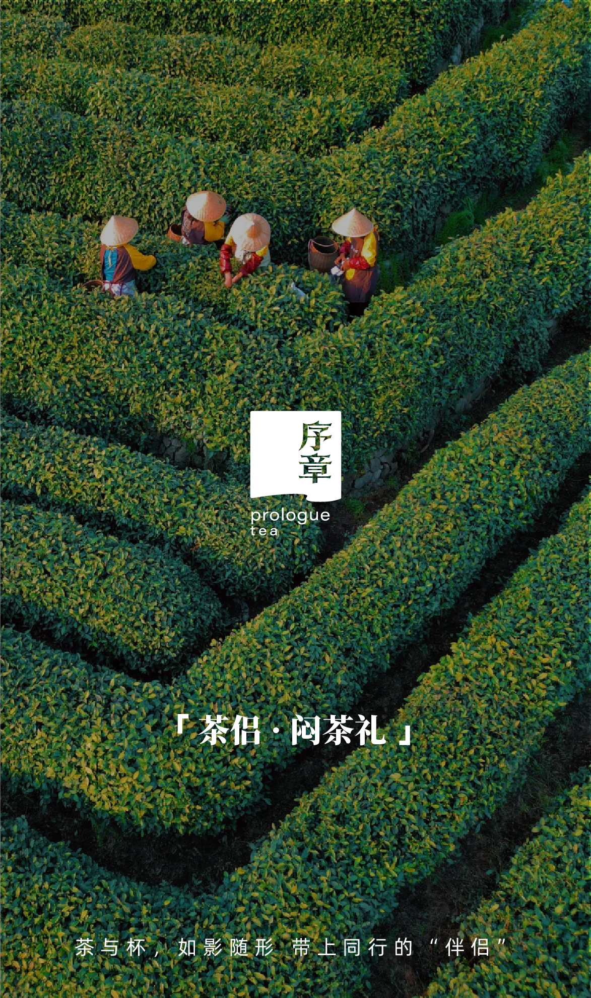 茶侣（陈皮） (7).jpg