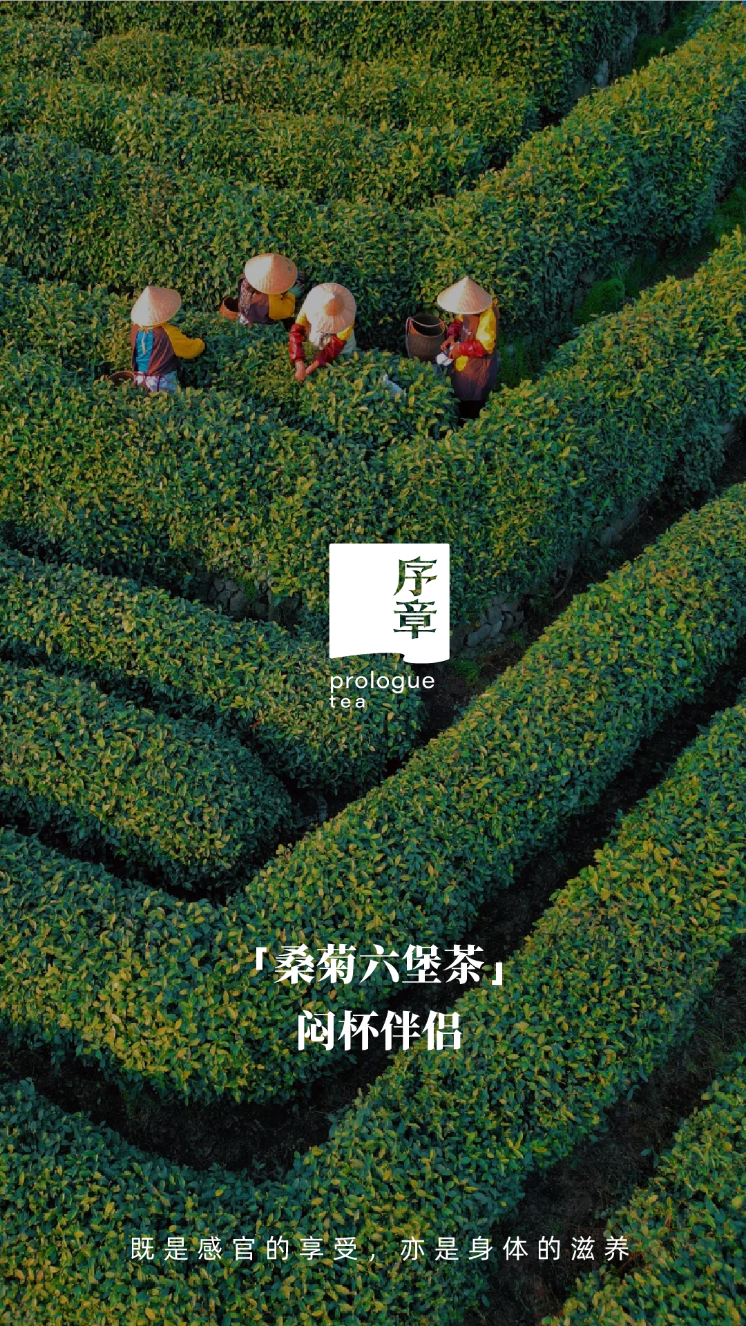 桑菊六堡 闷杯伴侣（品茶错误）_画板 1 副本 8.jpg