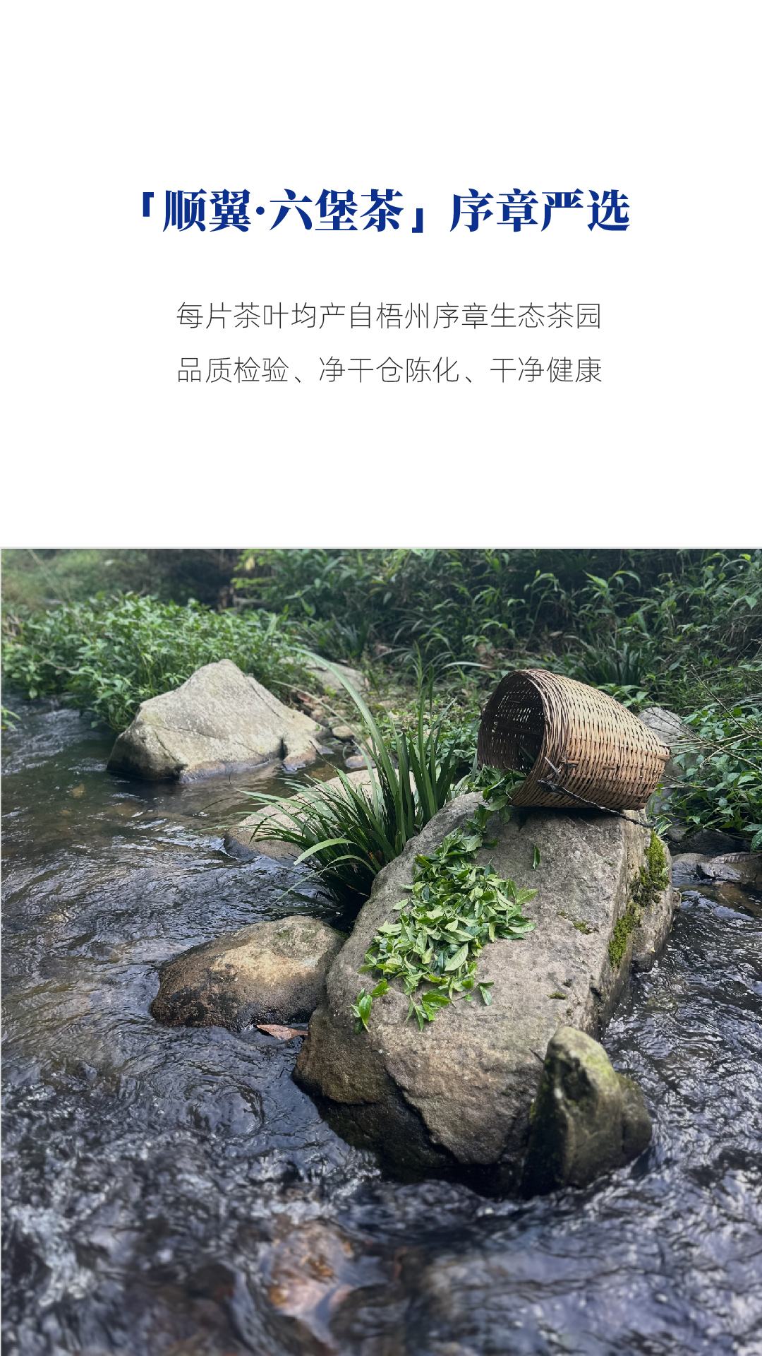 顺翼_画板 1 副本 3.jpg