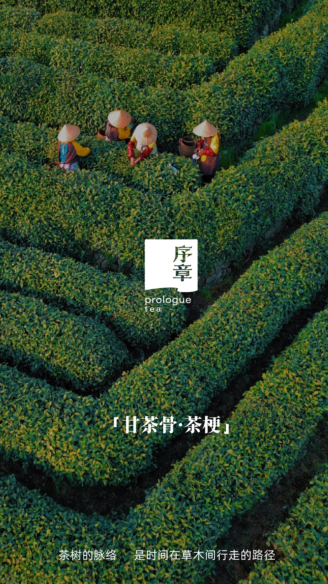 茶梗_画板 1 副本 8.jpg